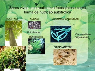 Seres vivos  que realizam a fotossíntese como forma de nutrição autotrófica PLANTAS:  ALGAS:  ALGUMAS BACTÉRIAS: FITOPLÂNCTON: Cianobactérias “ algas azuis” Unicelulares  pluricelulares 