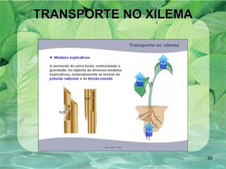 TRANSPORTE NO XILEMA 