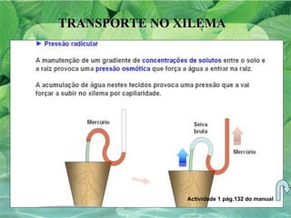 TRANSPORTE NO XILEMA Actividade 1 pág.132 do manual 
