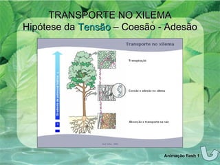 TRANSPORTE NO XILEMA Hipótese da  Tensão  – Coesão - Adesão Animação flash 1 