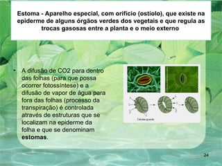 Estoma - Aparelho especial, com orifício (ostíolo), que existe na epiderme de alguns órgãos verdes dos vegetais e que regula as trocas gasosas entre a planta e o meio externo  A difusão de CO2 para dentro das folhas (para que possa ocorrer fotossíntese) e a difusão de vapor de água para fora das folhas (processo da transpiração) é controlada através de estruturas que se localizam na epiderme da folha e que se denominam  estomas .  