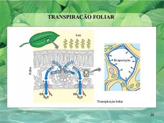 TRANSPIRAÇÃO FOLIAR 