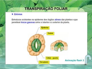 TRANSPIRAÇÃO FOLIAR Animação flash 3 