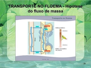 TRANSPORTE NO FLOEMA - Hipótese do fluxo de massa 