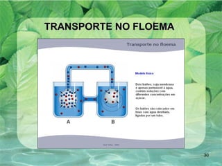 TRANSPORTE NO FLOEMA   