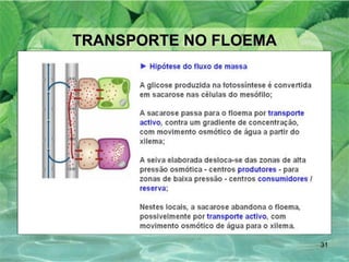 TRANSPORTE NO FLOEMA 