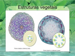 Estruturas vegetais 