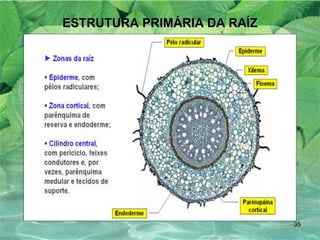 ESTRUTURA PRIMÁRIA DA RAÍZ 
