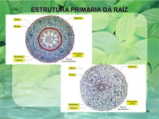 ESTRUTURA PRIMÁRIA DA RAÍZ 