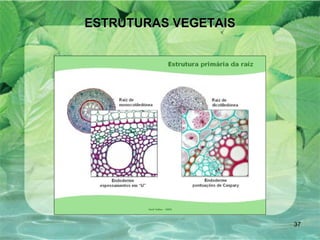 ESTRUTURAS VEGETAIS 