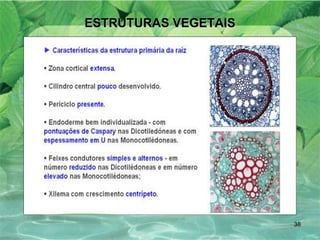 ESTRUTURAS VEGETAIS 