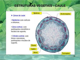 ESTRUTURAS VEGETAIS - CAULE 