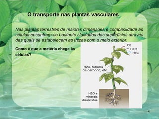 O transporte nas plantas vasculares   Nas plantas terrestres de maiores dimensões e complexidade as células encontram-se bastante afastadas das superfícies através das quais se estabelecem as trocas com o meio exterior.  Como é que a matéria chega às  células?   