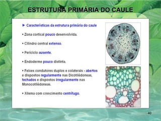 ESTRUTURA PRIMÁRIA DO CAULE 
