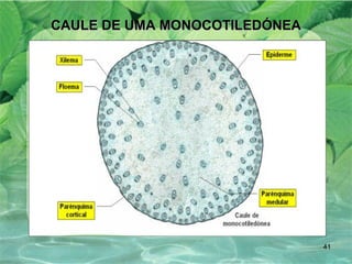 CAULE DE UMA MONOCOTILEDÓNEA 