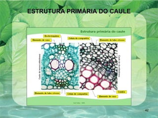 ESTRUTURA PRIMÁRIA DO CAULE 