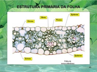 ESTRUTURA PRIMÁRIA DA FOLHA 