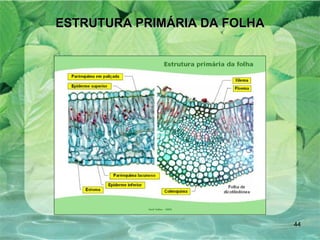 ESTRUTURA PRIMÁRIA DA FOLHA 