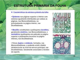 ESTRUTURA PRIMÁRIA DA FOLHA 