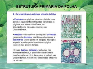 ESTRUTURA PRIMÁRIA DA FOLHA 