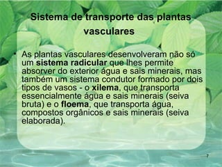 Sistema de transporte das plantas vasculares   As plantas vasculares desenvolveram não só um  sistema radicular  que lhes permite absorver do exterior água e sais minerais, mas também um sistema condutor formado por dois tipos de vasos - o  xilema , que transporta essencialmente água e sais minerais (seiva bruta) e o  floema , que transporta água, compostos orgânicos e sais minerais (seiva elaborada).  