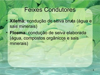 Feixes Condutores Xilema:  condução de seiva bruta (água e sais minerais) Floema:  condução de seiva elaborada (água, compostos orgânicos e sais minerais) 