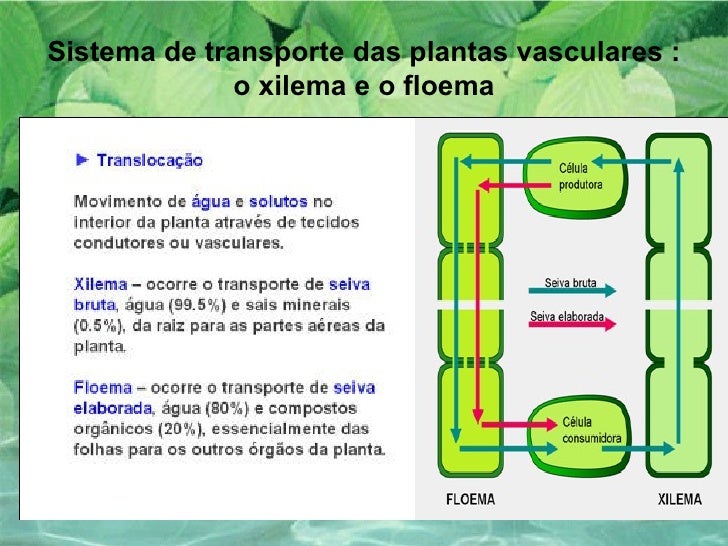 Transporte Nas Plantas