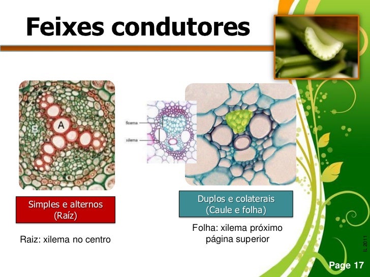 Que Grupo De Plantas Não Apresenta Tecido Condutor