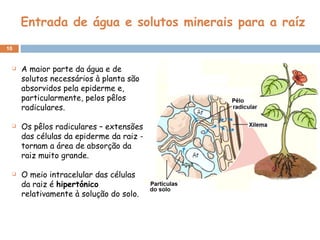 Entrada de água e solutos minerais para a raíz A maior parte da água e de solutos necessários à planta são absorvidos pela epiderme e, particularmente, pelos pêlos radiculares.  Os pêlos radiculares – extensões das células da epiderme da raiz - tornam a área de absorção da raiz muito grande. O meio intracelular das células da raiz é  hipertónico  relativamente à solução do solo. 