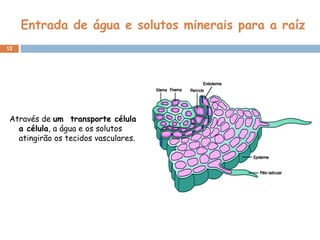 Entrada de água e solutos minerais para a raíz Através de  um  transporte célula a célula , a água e os solutos atingirão os tecidos vasculares.  