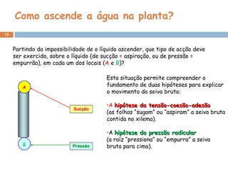 Como ascende a água na planta? Partindo da impossibilidade de o líquido ascender, que tipo de acção deve ser exercida, sobre o líquido (de sucção = aspiração, ou de pressão = empurrão), em cada um dos locais ( A  e  B )? Esta situação permite compreender o fundamento de duas hipóteses para explicar o movimento da seiva bruta:   A  hipótese da tensão-coesão-adesão (as folhas “sugam” ou “aspiram” a seiva bruta contida no xilema). A  hipótese da pressão radicular   (a raíz “pressiona” ou “empurra” a seiva bruta para cima). 
