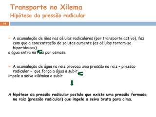 Transporte no Xilema Hipótese da pressão radicular A acumulação de iões nas células radiculares (por transporte activo), faz com que a concentração de solutos aumente (as células tornam-se hipertónicas)  a água entra na raiz por osmose. A acumulação de água na raiz provoca uma pressão na raiz – pressão radicular -  que força a água a subir impele a seiva xilémica a subir A hipótese da pressão radicular postula que existe uma pressão formada na raiz (pressão radicular) que impele a seiva bruta para cima. 