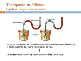 Transporte no Xilema Hipótese da pressão radicular A figura representa um procedimento experimental em que é seccionado o caule da planta do género  Coleus  acima da raiz. A pressão radicular faz subir a seiva xilémica no tubo. 