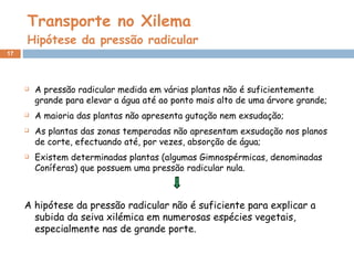 Transporte no Xilema Hipótese da pressão radicular A pressão radicular medida em várias plantas não é suficientemente grande para elevar a água até ao ponto mais alto de uma árvore grande; A maioria das plantas não apresenta gutação nem exsudação; As plantas das zonas temperadas não apresentam exsudação nos planos de corte, efectuando até, por vezes, absorção de água; Existem determinadas plantas (algumas Gimnospérmicas, denominadas Coníferas) que possuem uma pressão radicular nula. A hipótese da pressão radicular não é suficiente para explicar a subida da seiva xilémica em numerosas espécies vegetais, especialmente nas de grande porte. 