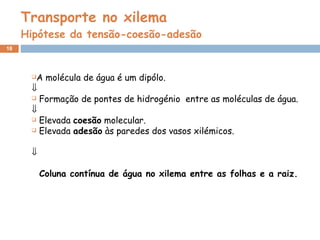 Transporte no xilema Hipótese da tensão-coesão-adesão A molécula de água é um dipólo.   Formação de pontes de hidrogénio  entre as moléculas de água.  Elevada  coesão  molecular. Elevada  adesão  às paredes dos vasos xilémicos.  Coluna contínua de água no xilema   entre as folhas e a raiz. 