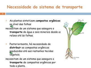 Necessidade do sistema de transporte As plantas sintetizam  compostos orgânicos  ao nível das folhas necessitam de um sistema que assegure o  transporte  de água e sais minerais desde as raízes até às folhas. Posteriormente, há necessidade de  distribuir  os compostos orgânicos produzidos até aos restantes tecidos vegetais. necessitam de um sistema que assegure o  transporte  de compostos orgânicos por toda a planta. 