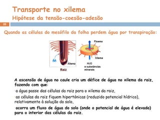 Transporte no xilema Hipótese da tensão-coesão-adesão A ascensão de água no caule cria um défice de água no xilema da raiz, fazendo com que : a água passe das células da raiz para o xilema da raiz, as células da raiz fiquem hipertónicas (reduzido potencial hídrico), relativamente à solução do solo, ocorra um fluxo de água do solo (onde o potencial de água é elevado) para o interior das células da raiz. Quando as células do mesófilo da folha perdem água por transpiração: 