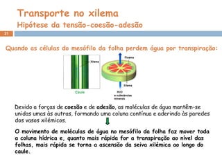 Transporte no xilema Hipótese da tensão-coesão-adesão Devido a forças de  coesão  e de  adesão , as moléculas de água mantêm-se unidas umas às outras, formando uma coluna contínua e aderindo às paredes dos vasos xilémicos.  Quando as células do mesófilo da folha perdem água por transpiração: O movimento de moléculas de água no mesófilo da folha faz mover toda a coluna hídrica e, quanto mais rápida for a transpiração ao nível das folhas, mais rápida se torna a ascensão da seiva xilémica ao longo do caule. 