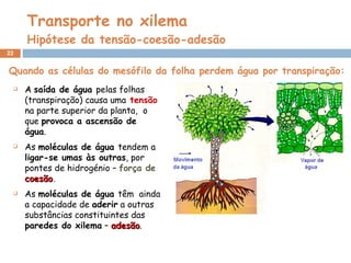 Transporte no xilema Hipótese da tensão-coesão-adesão Quando as células do mesófilo da folha perdem água por transpiração: A  saída de água  pelas folhas (transpiração) causa uma   tensão   na parte superior da planta,  o que  provoca a ascensão de água . As  moléculas de água  tendem a  ligar-se umas às outras , por   pontes de hidrogénio –   força de  coesão . As  moléculas de água  têm  ainda a capacidade de   aderir   a outras substâncias constituintes das  paredes do xilema  –  adesão . 