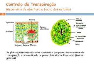 Controlo da transpiração Mecanismo de abertura e fecho dos estomas As plantas possuem estruturas – estomas – que permitem o controlo da transpiração e da quantidade de gases absorvidos e libertados (trocas gasosas).  