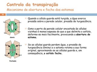 Controlo da transpiração Mecanismo de abertura e fecho dos estomas Quando a célula-guarda está turgida, a água exerce pressão sobre a parede celular, pressão de turgescência. Como a parte da parede celular encostada às células vizinhas é menos espessa do que a que delimita o ostíolo, deforma-se mais facilmente, provocando a  abertura do estoma. Se as células guarda perdem água, a pressão de turgescência diminui e o estoma retoma a sua forma original, aproximando-se as células guarda e, em consequência,  o ostíolo fecha. 