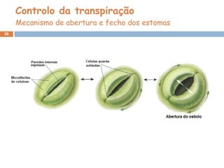 Controlo da transpiração Mecanismo de abertura e fecho dos estomas 