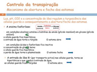 Controlo da transpiração Mecanismo de abertura e fecho dos estomas A enzima fosforilase: em condições alcalinas catalisa a hidrólise do amido (glícido insolúvel) em glicose (glícido solúvel) a célula-guarda fica hipertónica;  a entrada de água torna-a túrgida  O estoma abre em condições ácidas a fosforilase fica inactiva  a concentração de glicose baixa  a célula-guarda fica hipotónica  a perda de água torna-a plasmolisada  O estoma fecha Luz, pH, CO2 e a concentração de iões regulam a turgescência das células-guarda e consequentemente a abertura/fecho dos estomas. A entrada de iões K+  (por transporte activo) nas células guarda, torna-as hipertónicas o que conduz à entrada de água,  as células-guarda ficam túrgidas  O estoma abre 