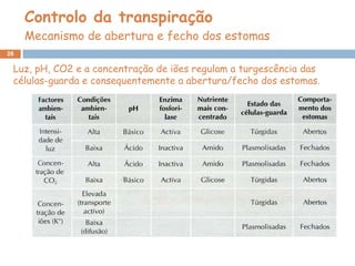 Controlo da transpiração Mecanismo de abertura e fecho dos estomas Luz, pH, CO2 e a concentração de iões regulam a turgescência das células-guarda e consequentemente a abertura/fecho dos estomas. 