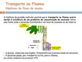Transporte no Floema Hipótese do fluxo de massa A hipótese da pressão radicular postula que  o transporte no floema ocorre devido à existência de um gradiente de concentração de sacarose  entre uma fonte  onde a sacarose é produzida e um local de consumo ou de reserva . A glicose  elaborada nos órgãos  fotossintéticos é polimerizada em sacarose; A sacarose passa, por transporte activo, para o floema;  (as células companheiras produzem ATP) 