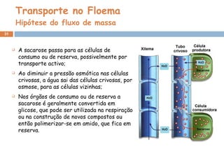 Transporte no Floema Hipótese do fluxo de massa A sacarose passa para as células de consumo ou de reserva, possivelmente por transporte activo; Ao diminuir a pressão osmótica nas células crivosas, a água sai das células crivosas, por osmose, para as células vizinhas; Nos órgãos de consumo ou de reserva a sacarose é geralmente convertida em glicose, que pode ser utilizada na respiração ou na construção de novos compostos ou então polimerizar-se em amido, que fica em reserva. 