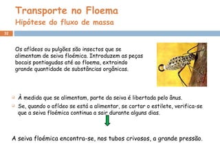 Transporte no Floema Hipótese do fluxo de massa À medida que se alimentam, parte da seiva é libertada pelo ânus. Se, quando o afídeo se está a alimentar, se cortar o estilete, verifica-se que a seiva floémica continua a sair durante alguns dias. A seiva floémica encontra-se, nos tubos crivosos, a grande pressão . Os afídeos ou pulgões são insectos que se alimentam de seiva floémica. Introduzem as peças bocais pontiagudas até ao floema, extraindo grande quantidade de substâncias orgânicas.  