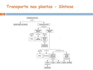 Transporte nas plantas - Síntese 