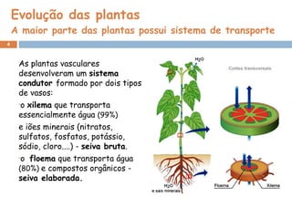 Evolução das plantas  A maior parte das plantas possui sistema de transporte As plantas vasculares desenvolveram um  sistema condutor  formado por dois tipos de vasos: o  xilema  que transporta essencialmente água  (99%) e iões minerais (nitratos, sulfatos, fosfatos, potássio, sódio, cloro....) -  seiva bruta . o  floema  que transporta água  (80%)  e compostos orgânicos -  seiva elaborada. 
