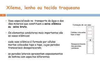 Xilema, lenho ou tecido traqueano Vaso especializado no  transporte da água e dos iões minerais que constituem a  seiva xilémica  ou  seiva bruta. Os elementos condutores mais importantes são os vasos xilémicos:   cada vaso xilémico é formado por células mortas colocadas topo a topo, cujas paredes transversais desapareceram; as paredes laterais apresentam espessamentos de lenhina com aspectos diferentes. 